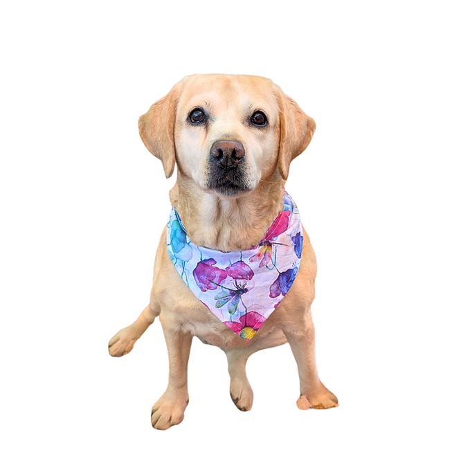 Labrador blond portant un foulard