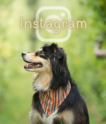 Chien blond blanc et noir Husky berger australien Koda