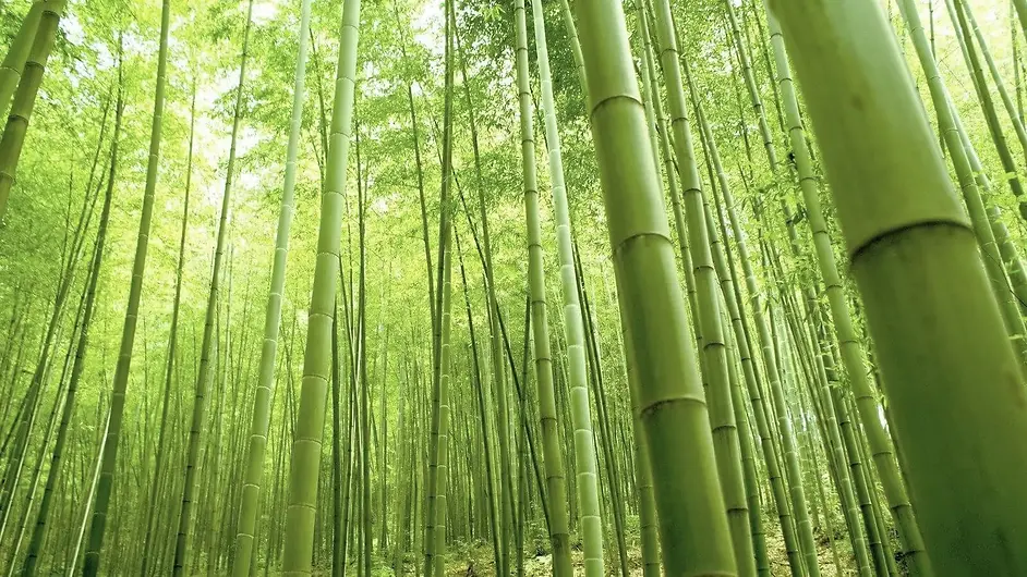 BAMBOO_edited.webp