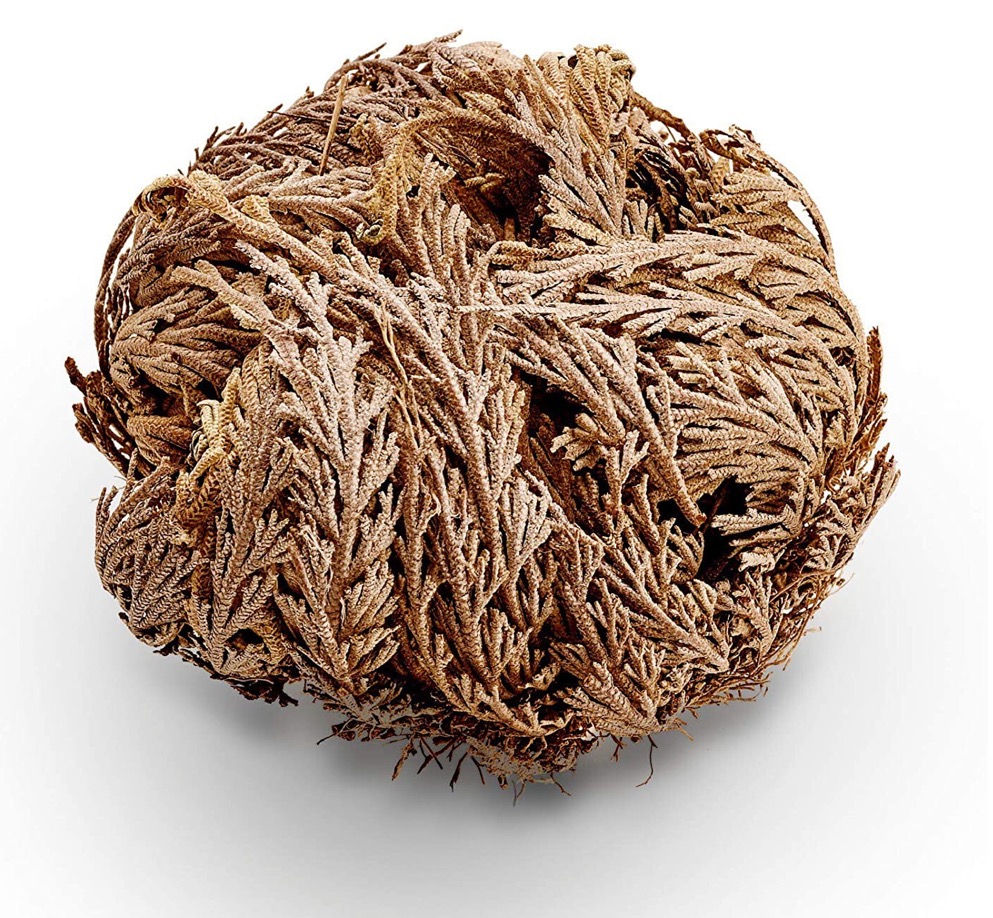 Rose of Jericho Plant