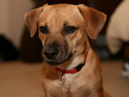 a dog with a red collar