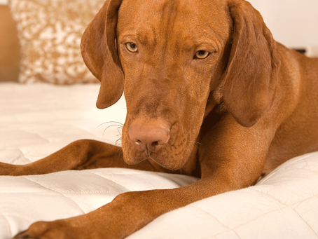 Comment maintenir un matelas propre avec des animaux de compagnie ?