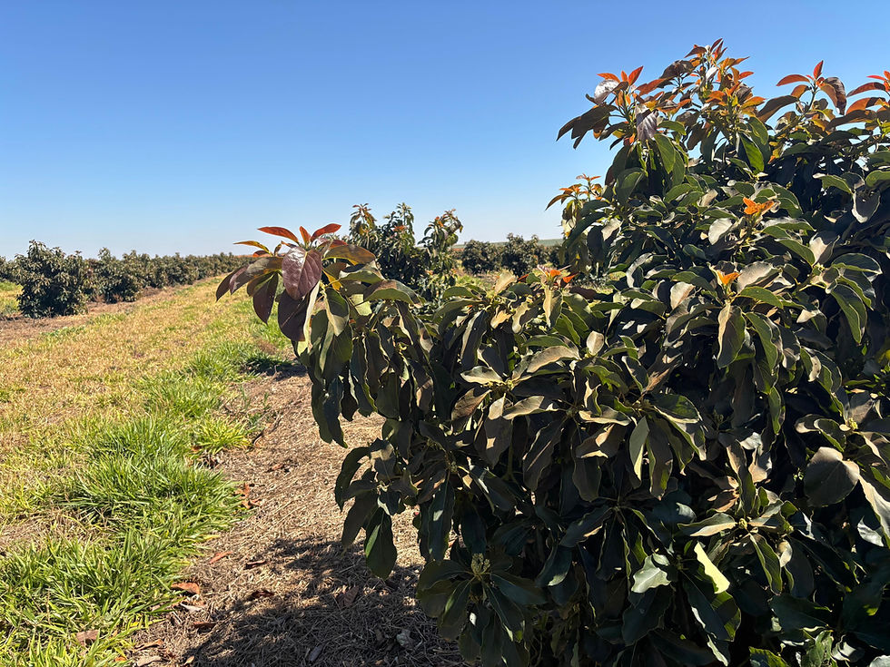 WhatsApp Image 2025-08-04 at 11.21.28