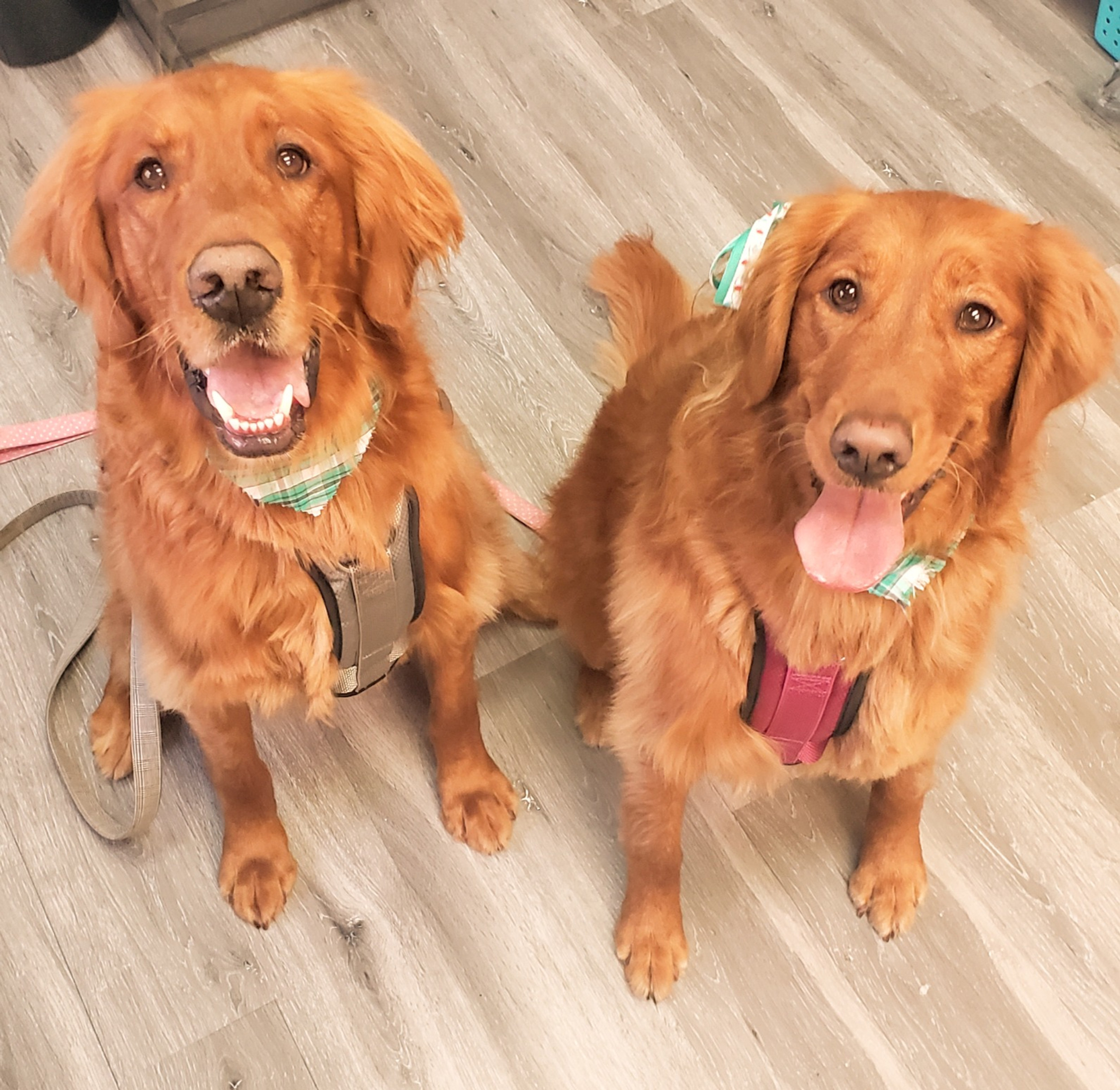 Dog Boarding & Grooming Bottrell Bed & Biscuit United States