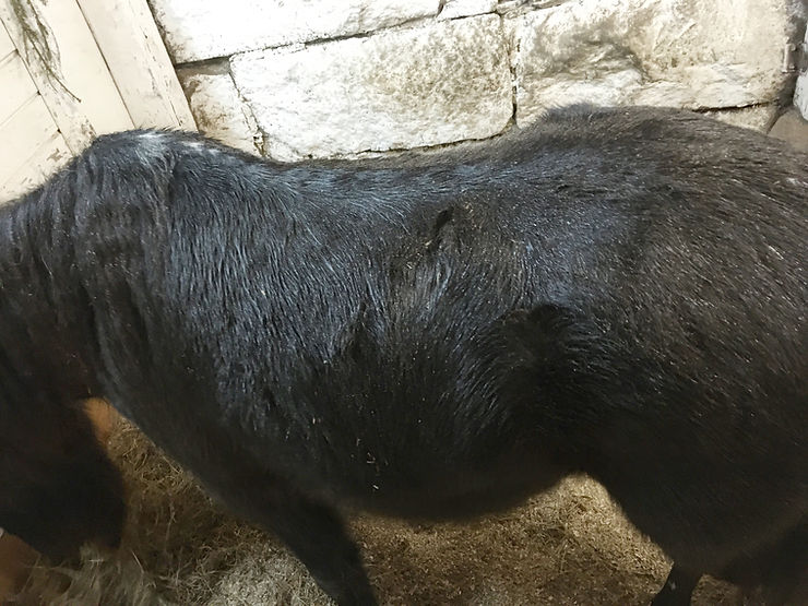 Disse tullessaan, on jo aika saavutus saada tosi paksun talvikarvan alla oleva poni näkymään näin laihana...