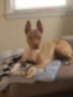 HAZEL