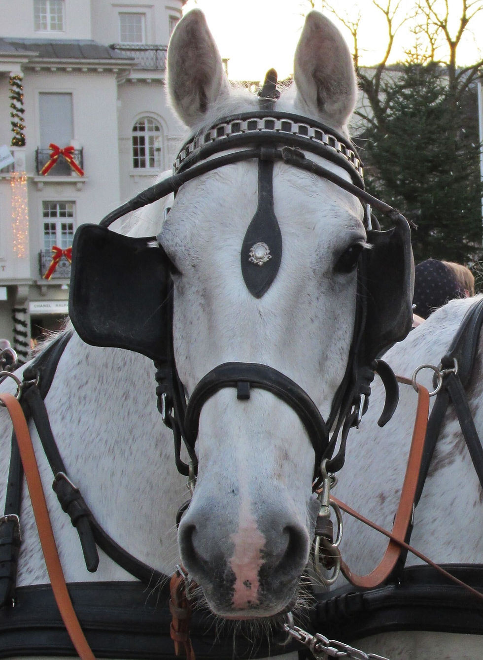 White horse in a harness stands against a festive town backdrop with red bows and twinkling lights. Calm atmosphere. Trees visible.