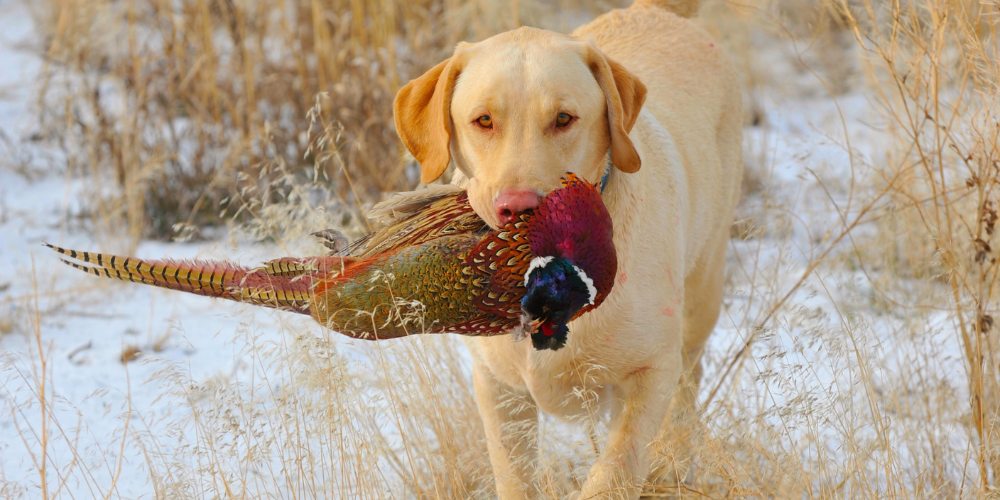 Upland Hunting at Docs Hunt Club.png