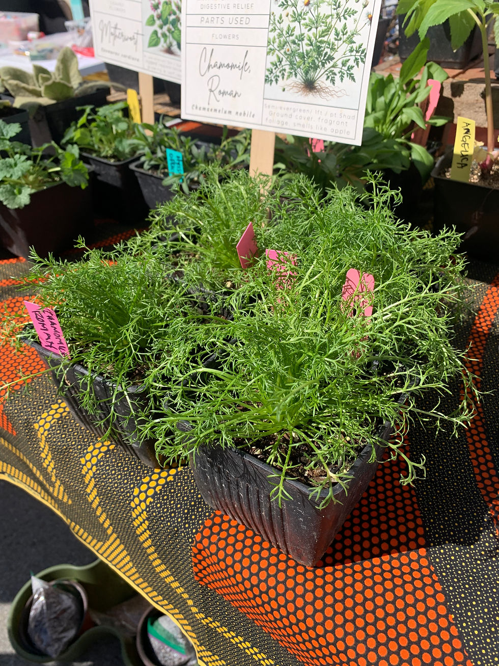 Juneteenth Plant/Tea Sales