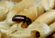 STORED PRODUCT PROTECTION