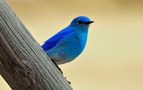 bluebird on a fence.jpg