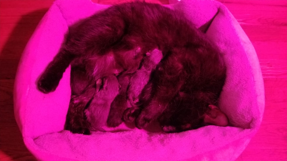 Hearing a Faint Meu Meu Meu