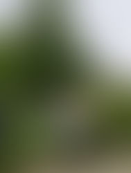 Winning the Great Falls Garden Club Grant