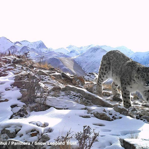 Challenge One of the World’s Greatest Aircraft Designers to Help Save Snow Leopards