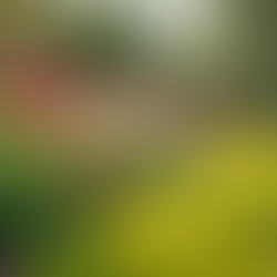 Edina Calluf: Experiência em Paisagismo Desde 1995