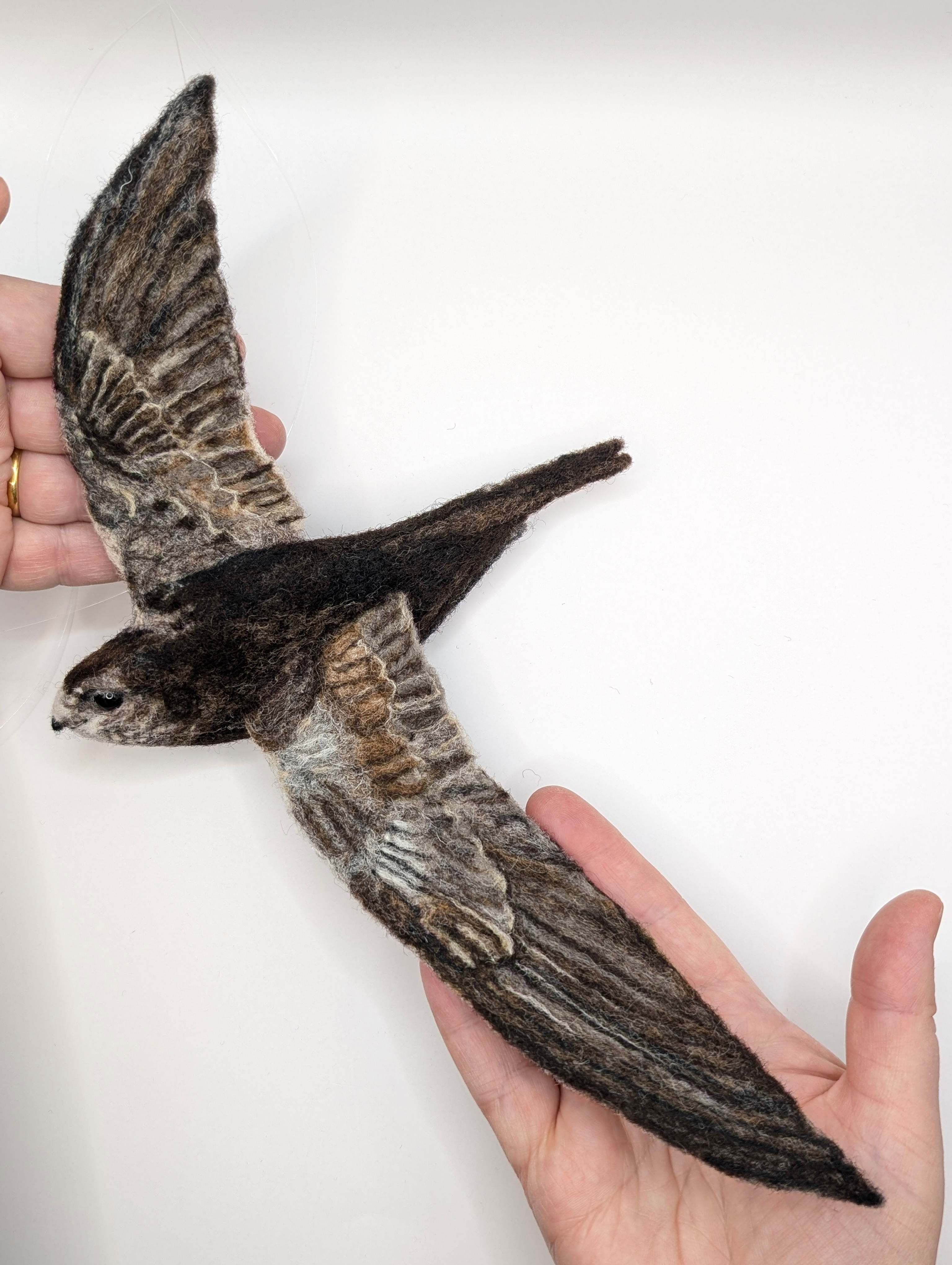 Wall-mounted 'flat-backed' needle felted Common Swift – ‘out-stretched wings’