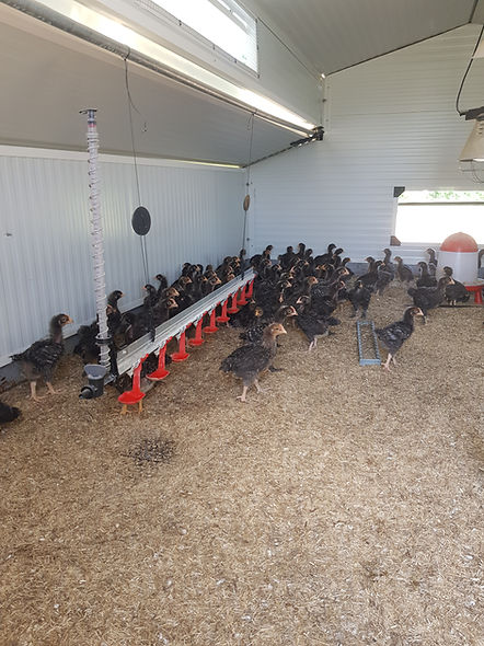 Coucou Poussinière.jpg