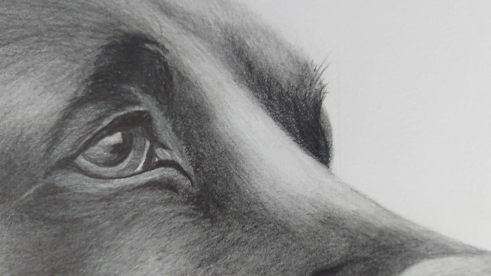 Giclee print "Chocolate Labrador"