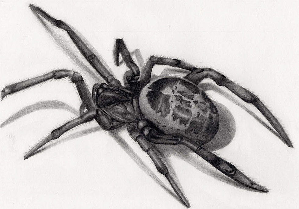 Giclee print "False widow spider"