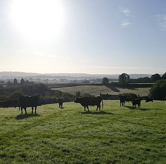organic free range grass fed beef monmou