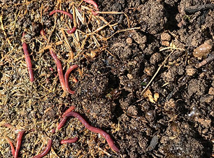 Fertiled soil of Iside farm with healthy worms.