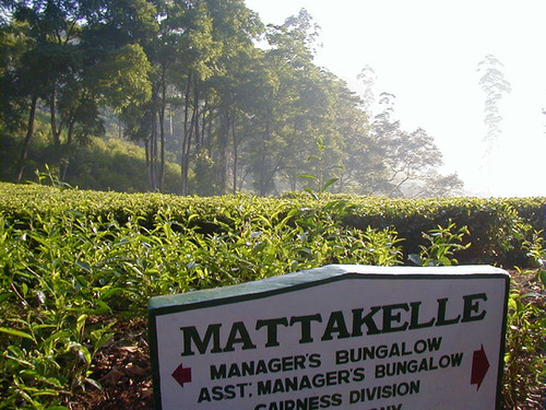 ミルクティ様 0400014251632-1