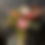 Thumbnail: Florist's Choice Arrangement