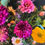 Thumbnail: Dahlias Darling 