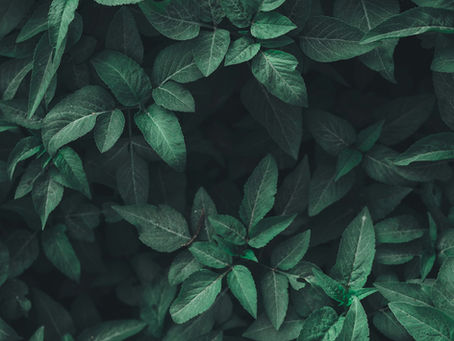 What psychedelic integration therapy actually is (and why the experience alone isn't enough)