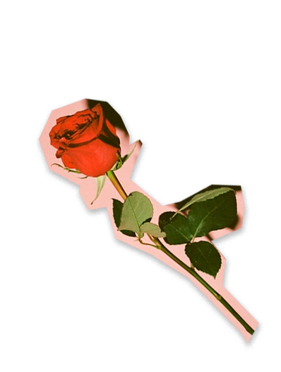 rose2_edited.png