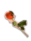 rose2_edited.png