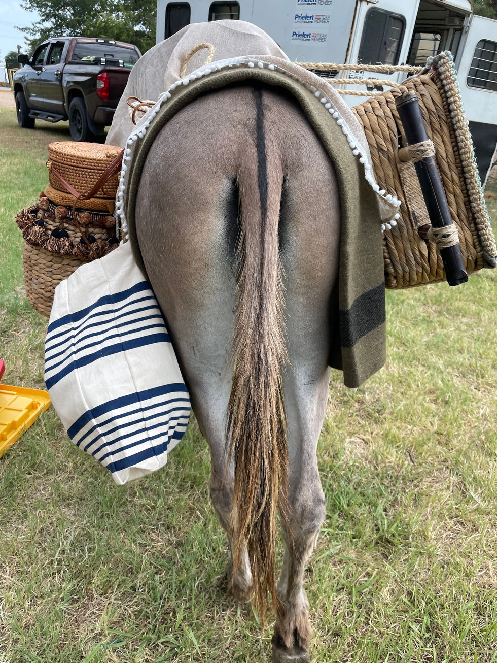 BBC donkey butt