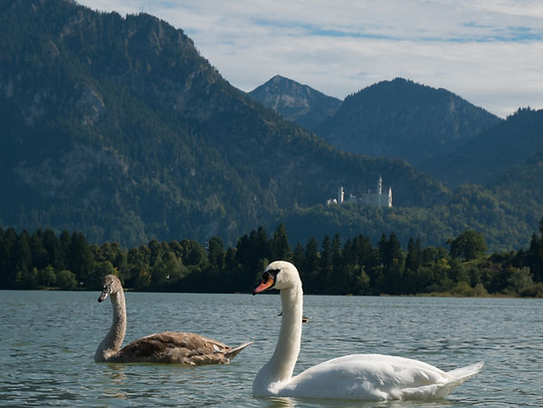 Der Forggensee liegt lediglich 5 Gehminuten der Alpina Sonnen-Appartements entfernt