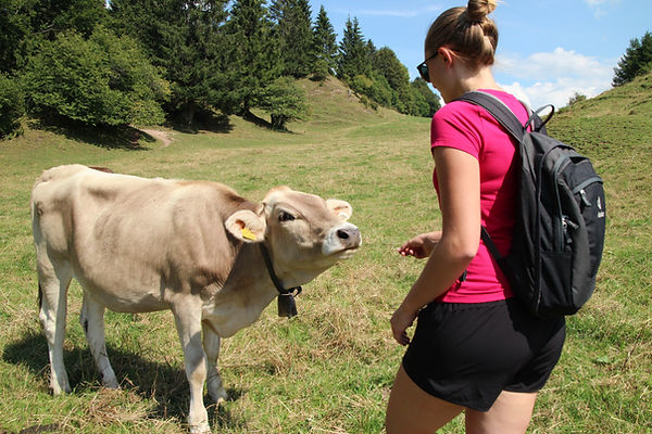 Nicht lila, aber eine glückliche Alpen Kuh.