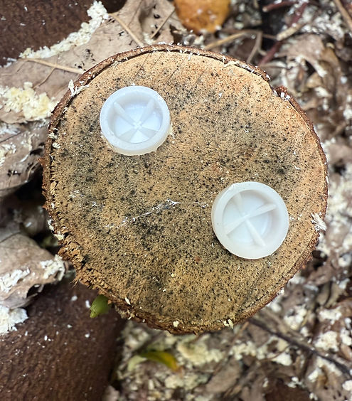Stump removal and weed control