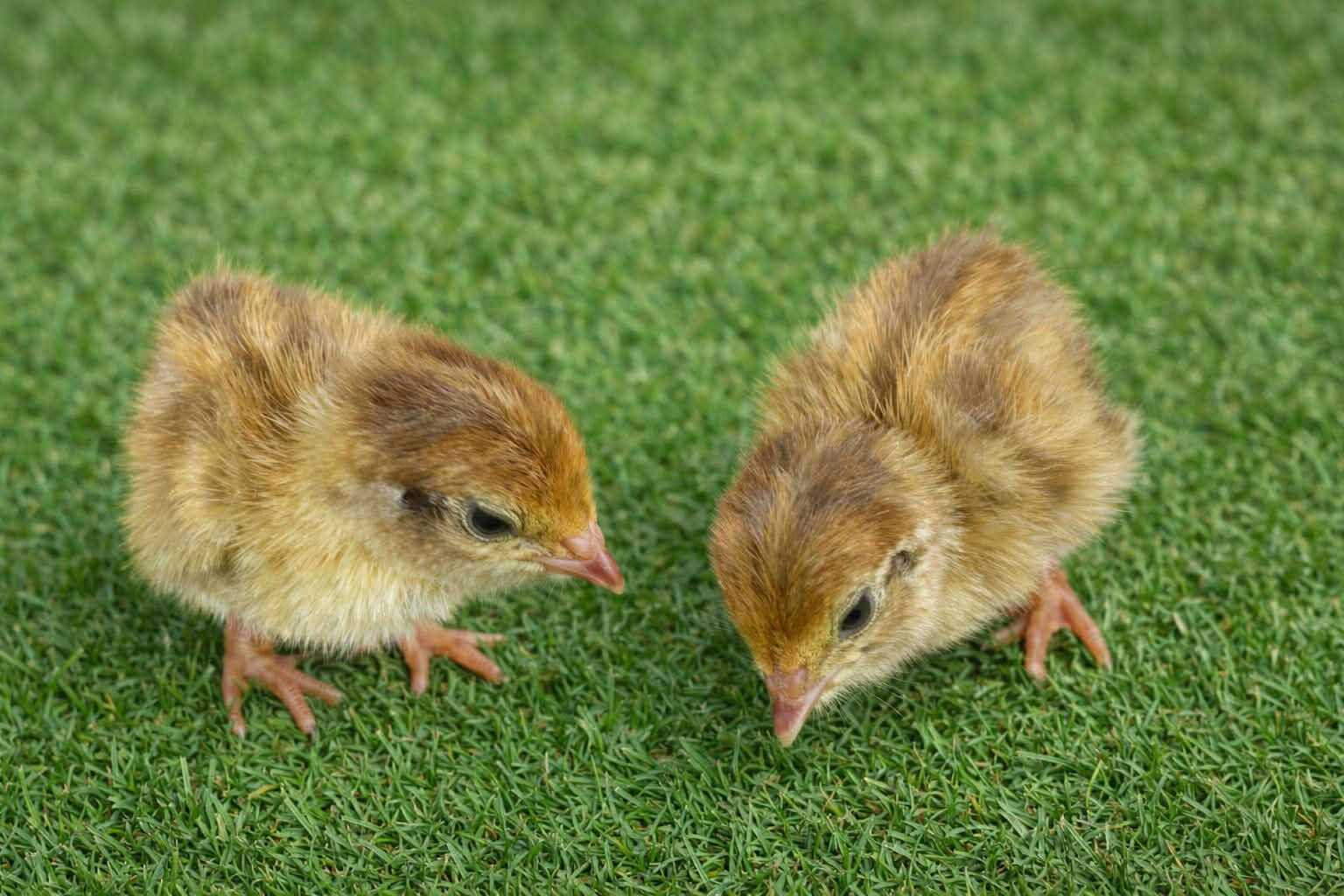 Day Old Coturnix Quail