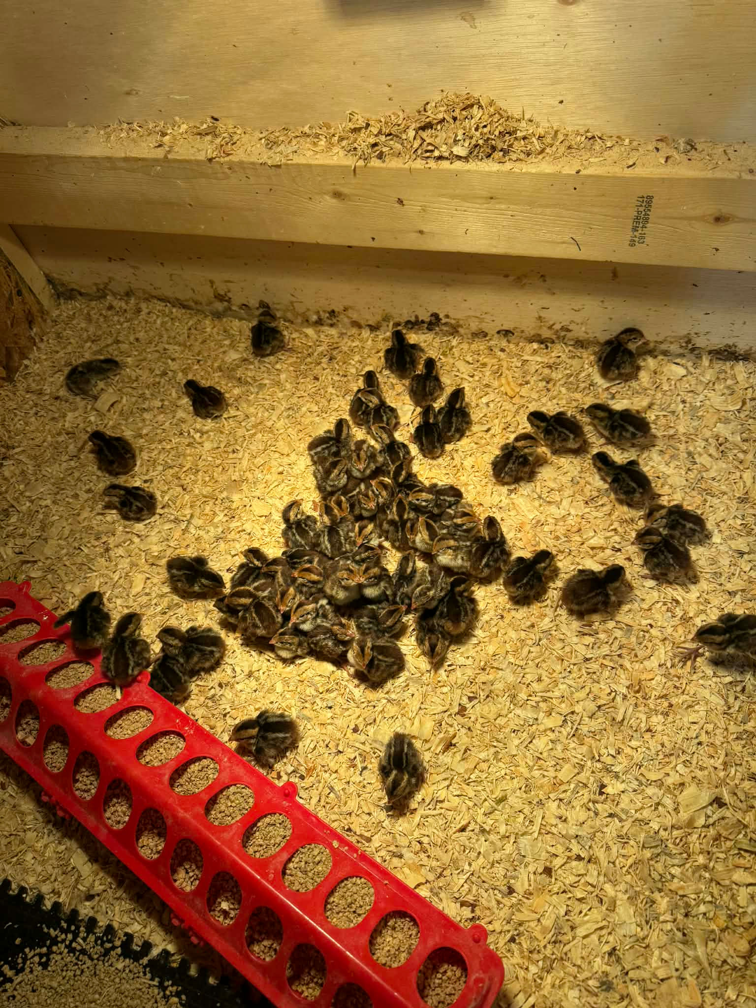 Bobwhite Chicks
