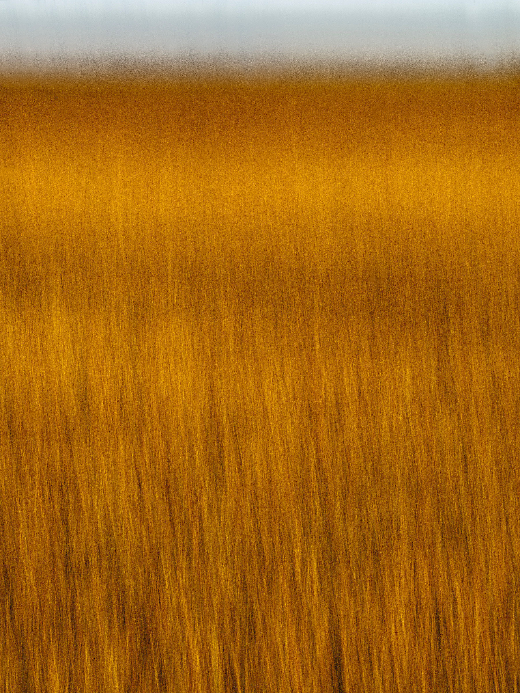 Amber Waves of Grain