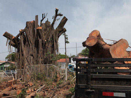 Marco para a gestão ambiental: Prefeitura terá que ouvir Conselho sobre podas de raízes de árvores