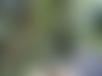 Em defesa da participação popular na gestão dos parques e bosques de Campinas!