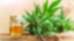 CBD-Versus-Hemp-What’s-the-Difference-