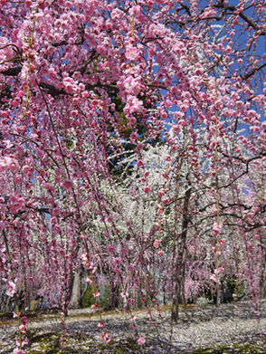 城南宮「しだれ梅と椿まつり」