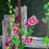 Thumbnail: Hollyhocks