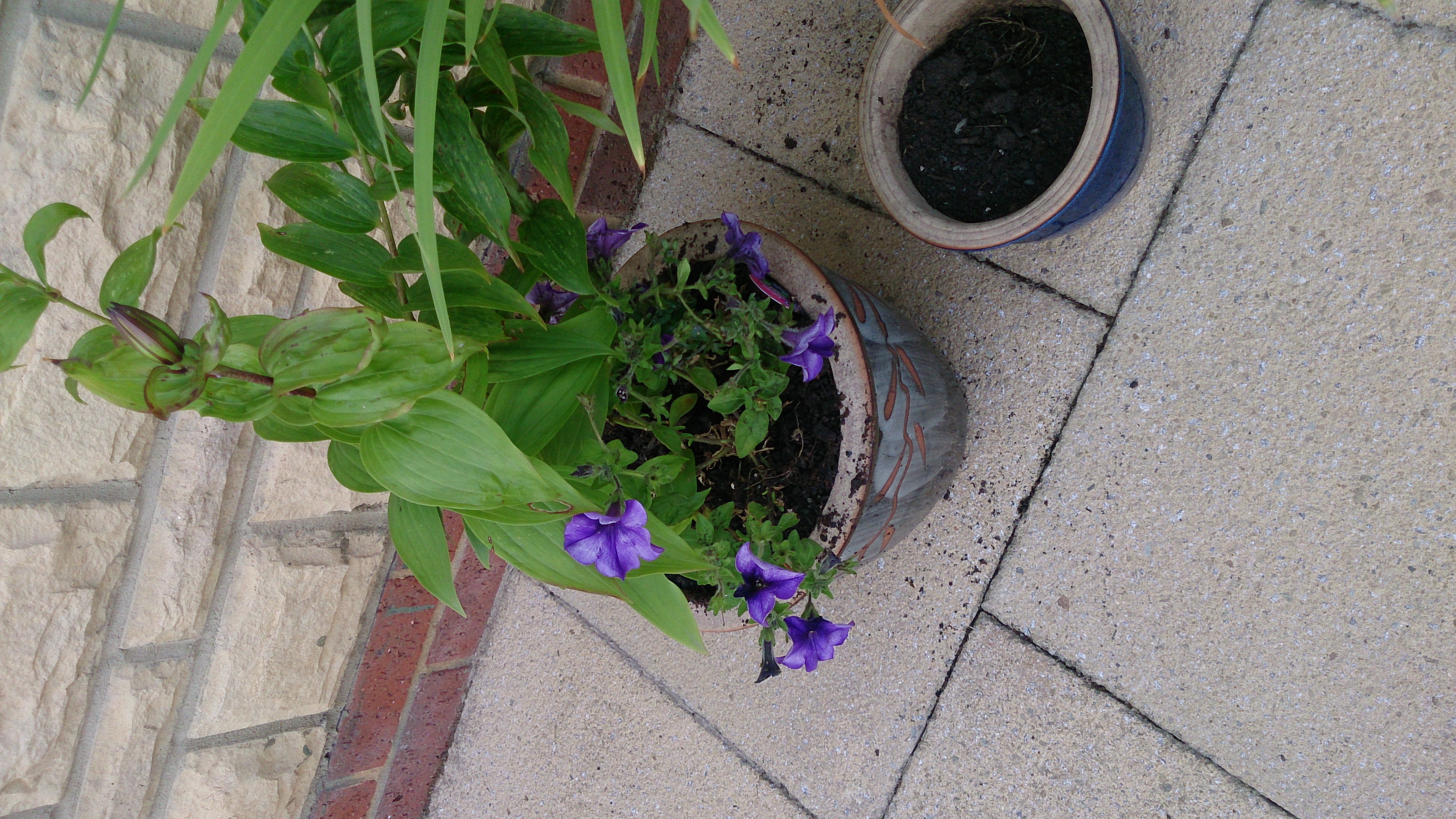 Jean's Flowers