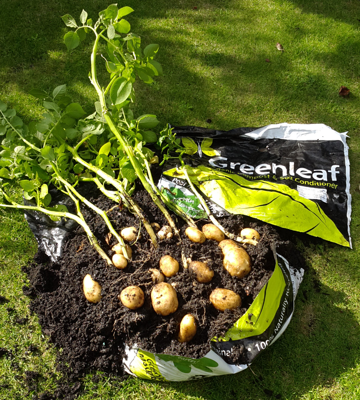 Potatoes GL Bag