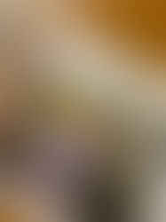 The Sunset Project featured in The Boardman Review's 2026 Spring Issue