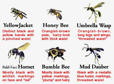 bee-wasp-hornet-compare375x2751.jpg