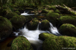 River Bovey