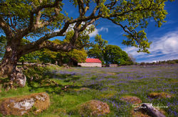 Emsworthy Bluebells