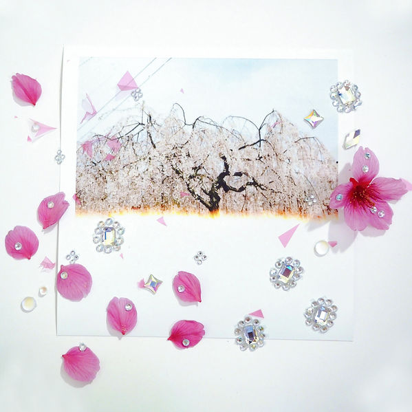 Digital Single「花爛漫」Release！
